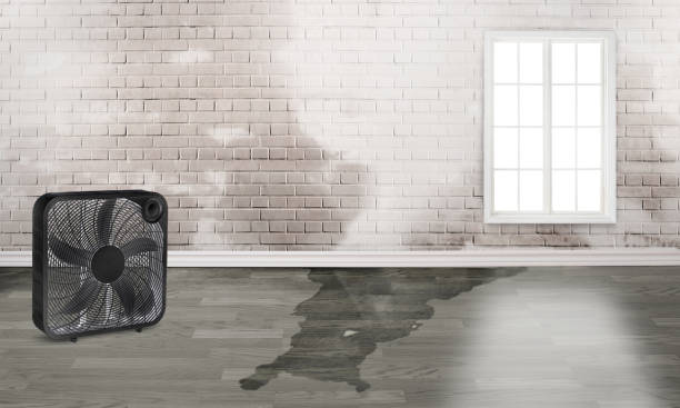 Best Basement water damage restoration  in Carey, OH