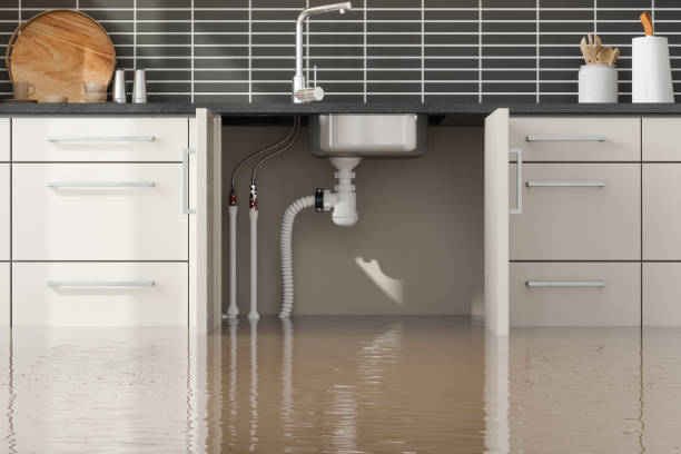 Best Mold removal after water damage  in Carey, OH